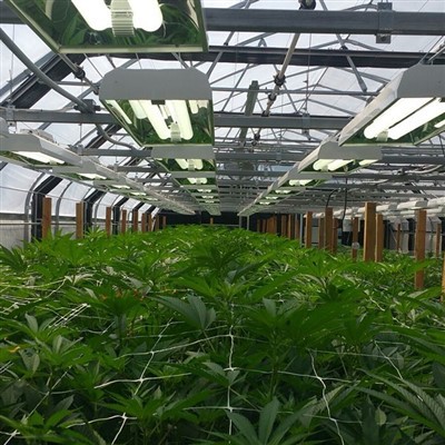 Light Dep issiqxona to'plami